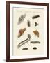 German Moths-null-Framed Giclee Print