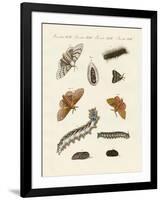 German Moths-null-Framed Giclee Print