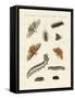 German Moths-null-Framed Stretched Canvas