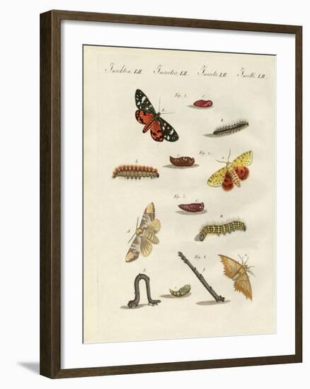 German Moths-null-Framed Giclee Print