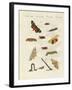 German Moths-null-Framed Giclee Print