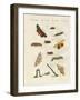 German Moths-null-Framed Giclee Print