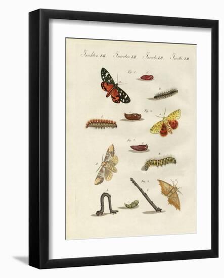 German Moths-null-Framed Giclee Print