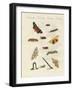 German Moths-null-Framed Giclee Print