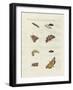 German Moths-null-Framed Giclee Print