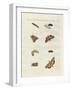 German Moths-null-Framed Giclee Print