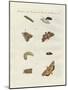 German Moths-null-Mounted Giclee Print