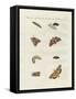 German Moths-null-Framed Stretched Canvas