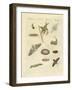 German Night Butterflies-null-Framed Giclee Print