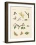 German Phalaena Moths-null-Framed Giclee Print