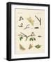 German Phalaena Moths-null-Framed Giclee Print