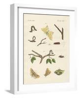 German Phalaena Moths-null-Framed Giclee Print