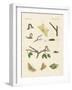 German Phalaena Moths-null-Framed Giclee Print
