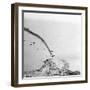 German Plane Crashing-null-Framed Photographic Print