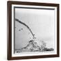 German Plane Crashing-null-Framed Photographic Print