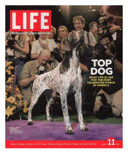 German Pointer, Carlee, Won Best in Show, 129th Westminster Kennel Club Dog  Show, March 11, 2005' Photographic Print - Andrew Hetherington |  AllPosters.com