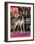 German Pointer, Carlee, Won Best in Show, 129th Westminster Kennel Club Dog Show, March 11, 2005-Andrew Hetherington-Framed Photographic Print