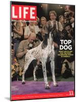 German Pointer, Carlee, Won Best in Show, 129th Westminster Kennel Club Dog Show, March 11, 2005-Andrew Hetherington-Mounted Photographic Print