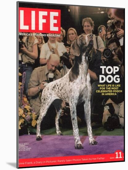 German Pointer, Carlee, Won Best in Show, 129th Westminster Kennel Club Dog Show, March 11, 2005-Andrew Hetherington-Mounted Photographic Print