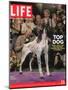 German Pointer, Carlee, Won Best in Show, 129th Westminster Kennel Club Dog Show, March 11, 2005-Andrew Hetherington-Mounted Photographic Print
