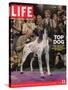 German Pointer, Carlee, Won Best in Show, 129th Westminster Kennel Club Dog Show, March 11, 2005-Andrew Hetherington-Stretched Canvas