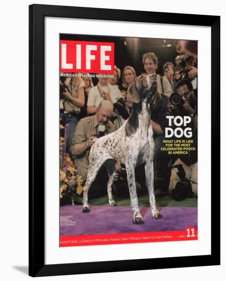 German Pointer, Carlee, Won Best in Show, 129th Westminster Kennel Club Dog Show, March 11, 2005-Andrew Hetherington-Framed Photographic Print