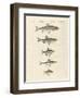 German River Fish-null-Framed Giclee Print