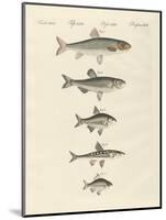 German River Fish-null-Mounted Giclee Print