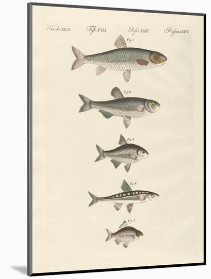 German River Fish-null-Mounted Giclee Print