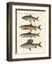 German River Fish-null-Framed Giclee Print