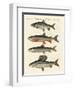 German River Fish-null-Framed Giclee Print