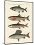 German River Fish-null-Mounted Giclee Print