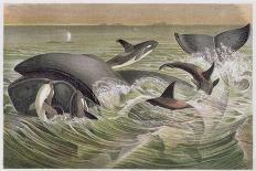 Bowhead and Killer Whales, Plate from "Brehms Tierleben: Allgemeine Kunde Des Tierreichs", Vol.3,…-German School-Giclee Print