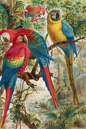 Macaws, Plate from "Brehms Tierleben: Allgemeine Kunde Des Tierreichs", Vol.5, P.60, Published by…