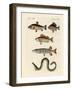 German Sea Fish-null-Framed Giclee Print