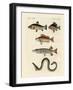 German Sea Fish-null-Framed Giclee Print