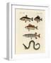 German Sea Fish-null-Framed Giclee Print