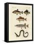 German Sea Fish-null-Framed Stretched Canvas