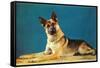 German Shepard, Retro-null-Framed Stretched Canvas