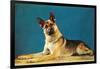 German Shepard, Retro-null-Framed Art Print