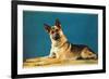 German Shepard, Retro-null-Framed Premium Giclee Print