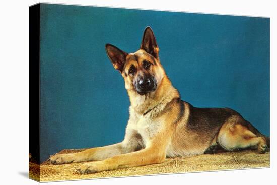 German Shepard, Retro-null-Stretched Canvas