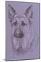 German Shepherd 1-Barbara Keith-Mounted Giclee Print