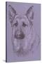 German Shepherd 1-Barbara Keith-Stretched Canvas