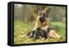 German Shepherd Adult with Puppy-null-Framed Stretched Canvas