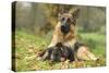 German Shepherd Adult with Puppy-null-Stretched Canvas