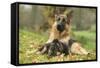 German Shepherd Adult with Puppy-null-Framed Stretched Canvas