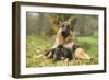 German Shepherd Adult with Puppy-null-Framed Photographic Print