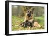 German Shepherd Adult with Puppy-null-Framed Photographic Print