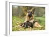 German Shepherd Adult with Puppy-null-Framed Photographic Print